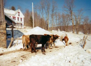 Huot's heifers